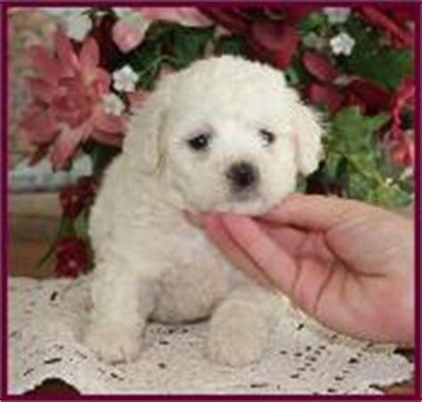 Bichon Frise Puppies For Sale Rolling Meadows Puppies Has Beautiful