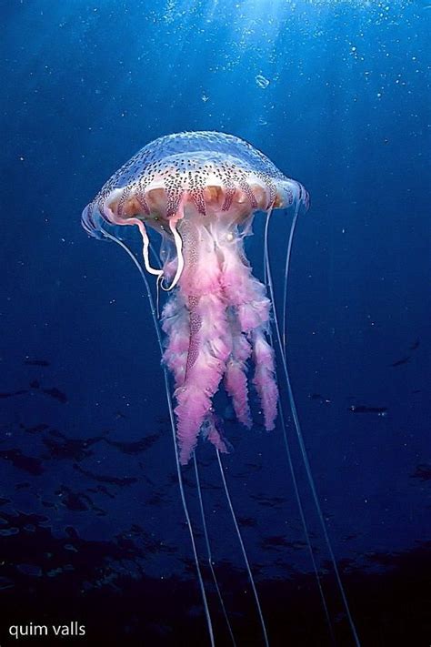 622 best images about Jellyfish, octopus on Pinterest | Underwater ...