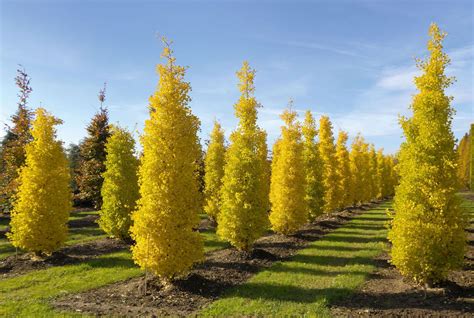 Goldspire Ginkgo Tree Ginkgo Tree Trees And Shrubs Shrubs