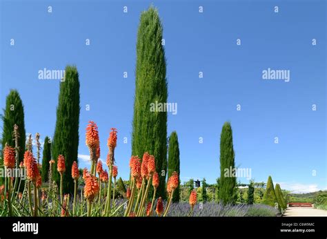 France French Cypress Trees Hi Res Stock Photography And Images Alamy