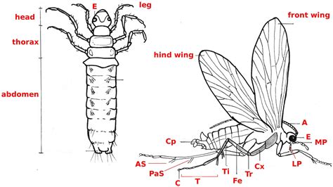 Trichoptera