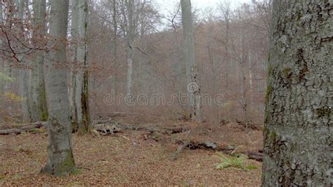 European Gray Wolves Canis Lupus Lupus In The Forest Stock Footage