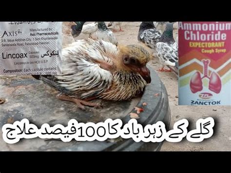 Gally K Zeharbad Ka Elaj Nabeel Pigeons Youtube