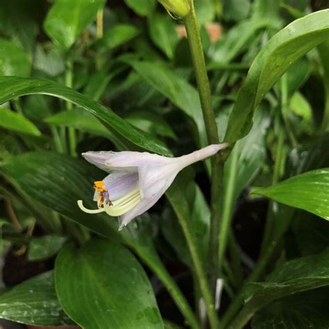 Hosta Devon Green Rny Kliliom Florapont