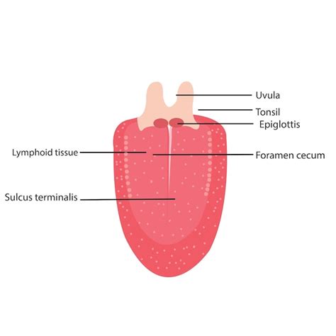 Premium Vector | Illustration diagram of anatomy of human tongue