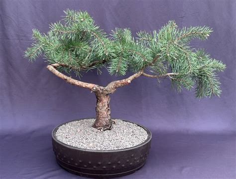 Hillside Creeper Scots Pine Bonsai Tree Pinus Sylvestris Hillside