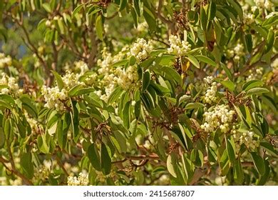 816 Madrone Tree Images, Stock Photos, 3D objects, & Vectors | Shutterstock