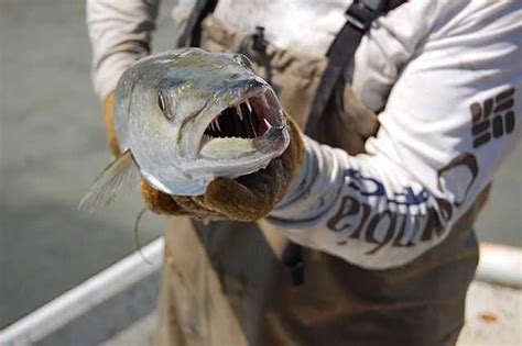 New Barracuda Size Limits for South Florida – Includes Martin County - Coastal Angler & The ...