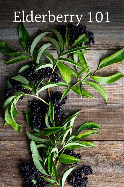 A Detailed Guide For Growing Elderberry Plants Artofit