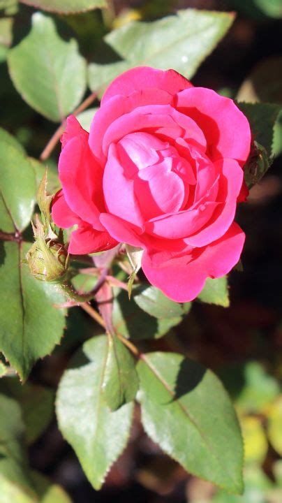 Single Steam Rose Wildercountry Photography Landscapes Nature