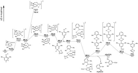 The Mechanism Of The Kolbeschmitt Reaction In Which A Potassium