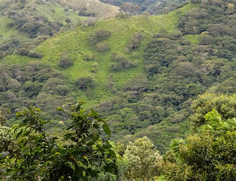 8 COSTA RICAN COFFEE REGIONS – Café Britt