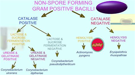 Gram Positive Flow Diagram Gram Positive Flow Chart