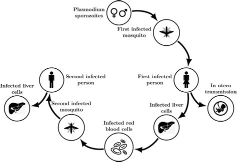 Malaria Transmission Cycle Download Scientific Diagram