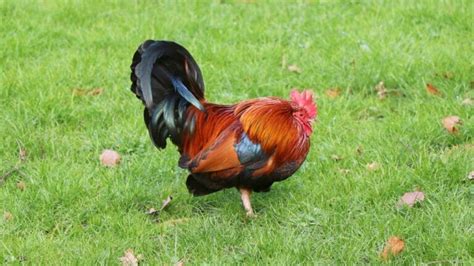 Rare Chicken Breeds: Most Fascinating & Unusual Poultry