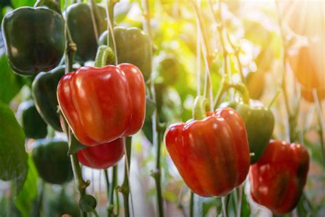 12 Tips for Growing Peppers to Maximize Your Harvest - DIY & Crafts