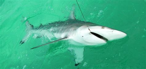 Shark fishing on Panama City Beach with Last Local Guide Service!