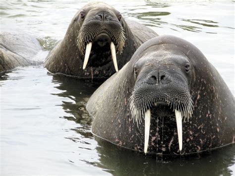 Trichinella warning issued in Rankin Inlet over infected walrus meat