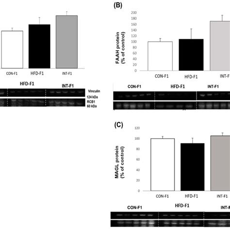 Protein Levels Of Cb Receptor A Faah B Magl C In Adult Pups N