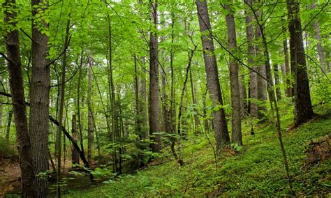 Handh Forest Management Professional Forestry Management And Wildlife