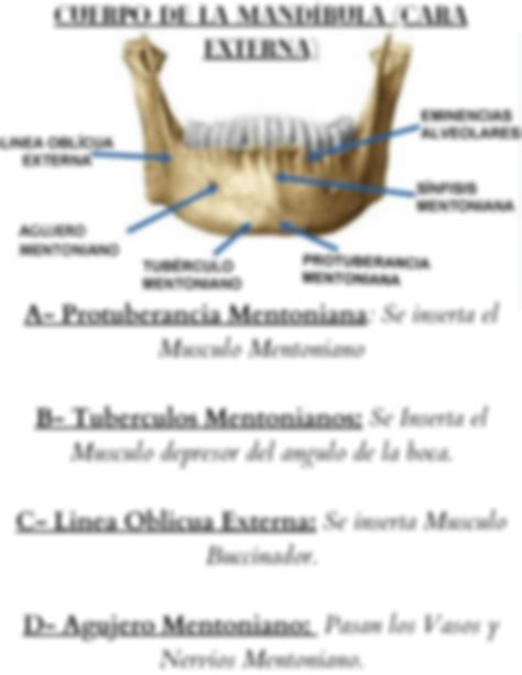 Solution Hueso Mandibular Reparos Anatomicos Constitucion Y Elementos