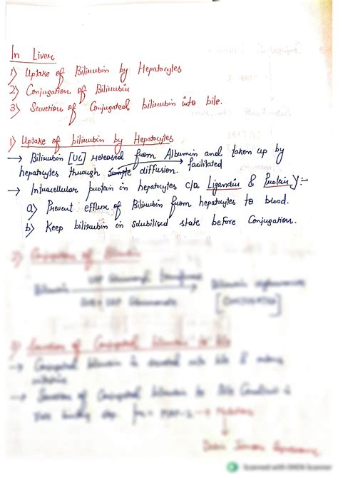 Solution Heme Catabolism And Bilirubin Metabolism Studypool