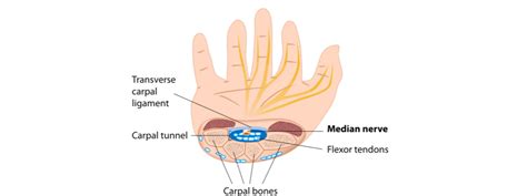 Upper Limb Nerve Lesions (Part 3 – The Median Nerve) - Medical Exam Prep