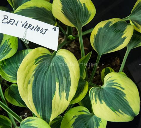 P00 Hosta Ben Vernooij From The Hosta Helper Presented By