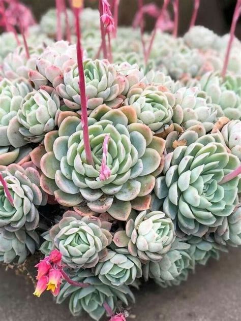 Todo Lo Que Debes Saber Sobre La Echeveria Elegans O Rosa De Alabastro