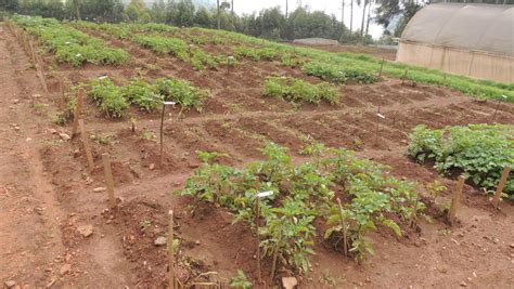 2blades 2blades Supports Late Blight Resistance For Potatoes In Africa 2blades