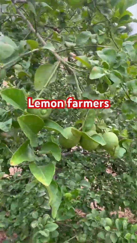 Organic Lemon Farming Lemon Organic Shortsfeed Trending Youtube