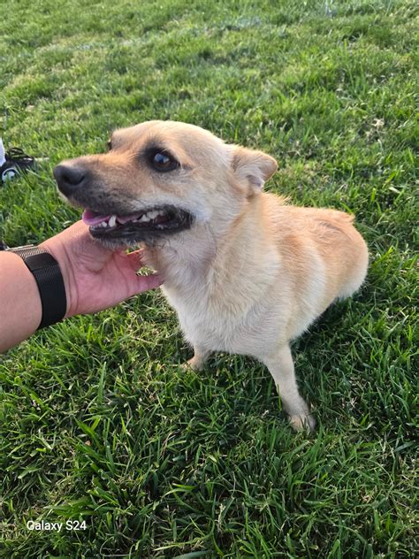 Paw Patrol Lost and Found Pets in Merced County | This female dog is at