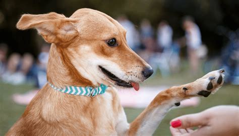 Truques Para Cachorro Saiba Como Ensinar Seu Cachorro A Dar A Pata