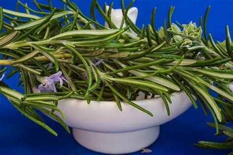 10 Proven Health Benefits Of Rosemary Healthy Hubb