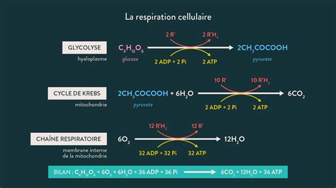 La Respiration Cellulaire