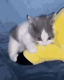 Angrycat GIFs | Tenor