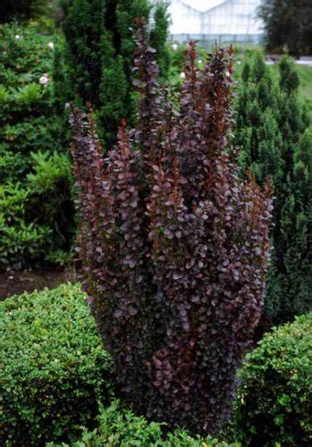 Berberis Thunbergii Helmond Pillar Berberis Thunbergii Var Atropurpurea Helmond Pillar