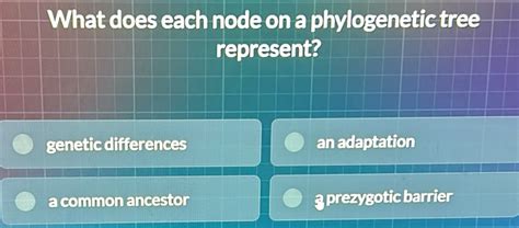 Solved What Does Each Node On A Phylogenetic Tree Represent Genetic