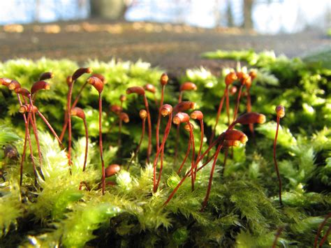 Bryophyta True Mosses — The Biology Primer