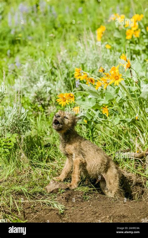 Grey Wolf Pup Howling At The Entrance To His Den In Bozeman Montana