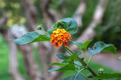 Lantana Amarillo Camara Tema De La Flor De La Naturaleza Foto De