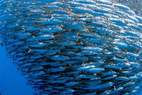 Sardines Vs Tuna — Which Fish Should You Be Eating