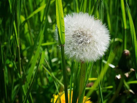 Dandelion Grass Plant Free Photo On Pixabay