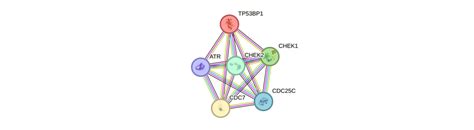 CHEK2 Gene - GeneCards | CHK2 Protein | CHK2 Antibody