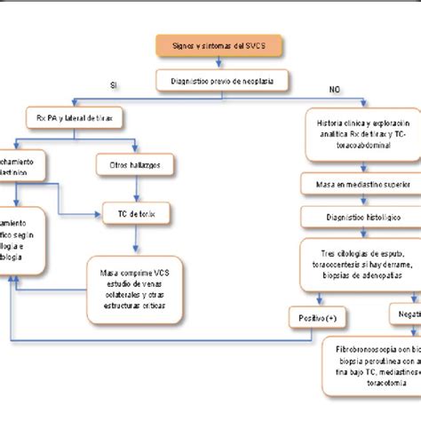 Pathophysiology Of Superior Vena Cava Syndrome Download Scientific Diagram