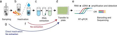 Qpcr Test Informacionpublicasvetgobgt