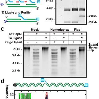 Construction Of Dna Substrates Containing Extrahelical Structures A