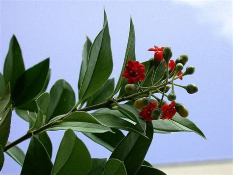 Jacquinia Umbellata Primulaceae Image At Phytoimages Siu Edu