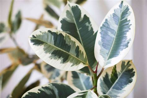 10 Types of Rubber Plants For Your Home