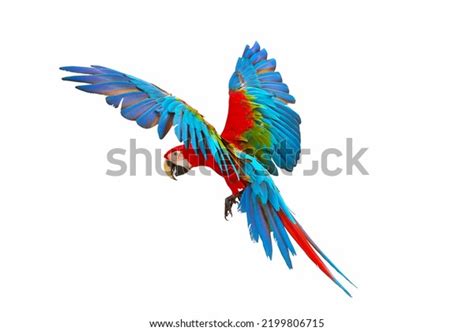 Colorful Green Wing Macaw Flying Isolated Stock Photo 2199806715 ...